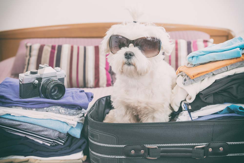 Tips for Taking Care of your Pets while you Travel