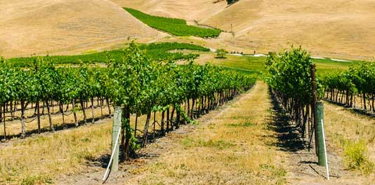 Livermore Wine Tours