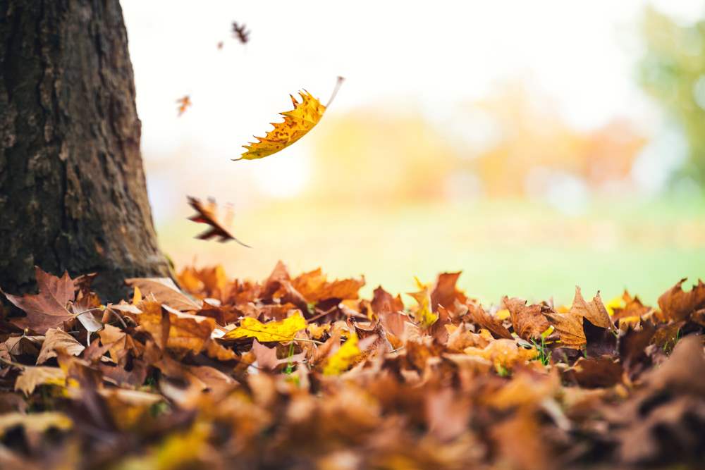 Fall Foliage in California